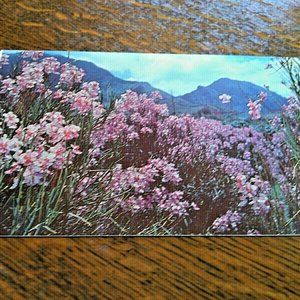 Unposted Vintage Postcard Hawaii1950 Hawaiian Orchid Tropical Flowers Mountains